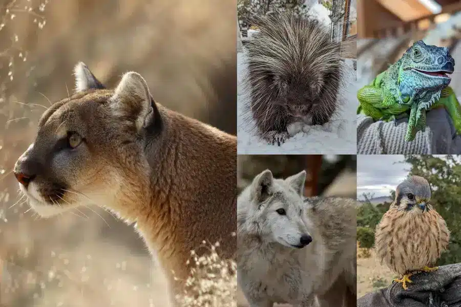guide-animal-ark